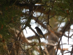 Sialia mexicana