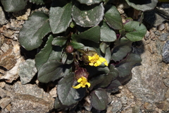 Senecio soldanella
