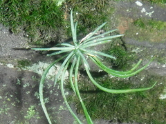 Pteris multifida