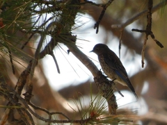 Sialia mexicana