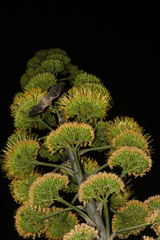 Leptonycteris
