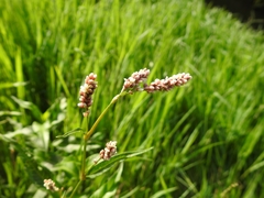Persicaria