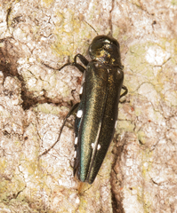 Agrilus biguttatus