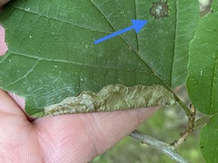 Cameraria hamameliella