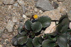 Senecio soldanella
