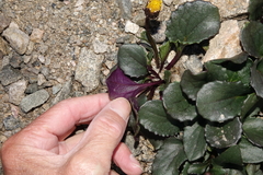 Senecio soldanella