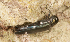 Agrilus biguttatus