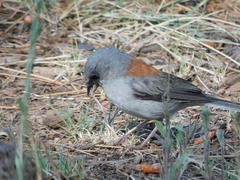 Junco hyemalis dorsalis