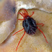 Erythraeidae - Photo (c) kristobal22, some rights reserved (CC BY-NC), uploaded by kristobal22