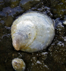 Crepidula plana
