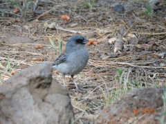Junco hyemalis dorsalis
