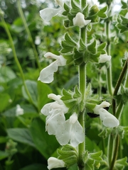 Salvia assurgens