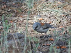 Junco hyemalis dorsalis
