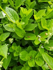 Salvia assurgens