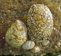 Crepidula plana