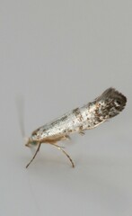 Argyresthia subreticulata