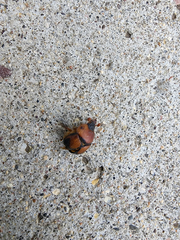 Bolbocerosoma bruneri