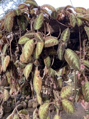 Episcia cupreata