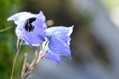 Delphinium brunonianum