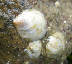 Crepidula plana