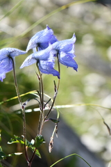 Delphinium brunonianum