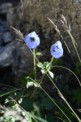 Delphinium brunonianum