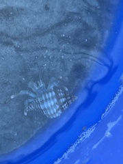 Isocheles wurdemanni