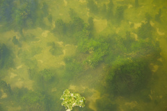 Najas indica