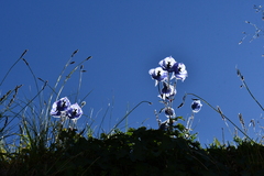 Delphinium brunonianum