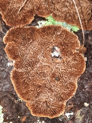 Trichaptum laricinum