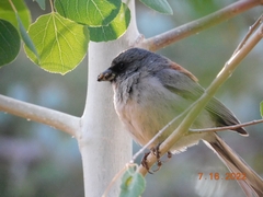 Junco hyemalis dorsalis