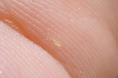Najas indica