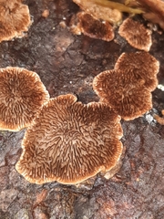 Trichaptum laricinum