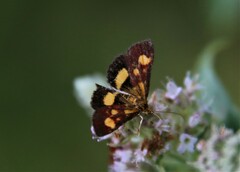 Pyrausta falcatalis