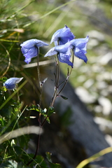 Delphinium brunonianum
