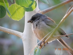 Junco hyemalis dorsalis