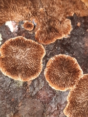 Trichaptum laricinum