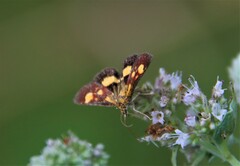Pyrausta falcatalis