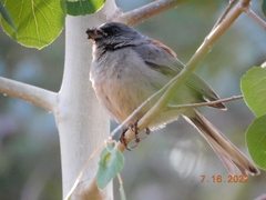 Junco hyemalis dorsalis