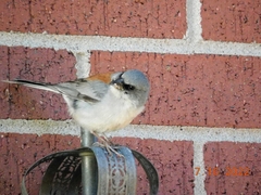 Junco hyemalis dorsalis