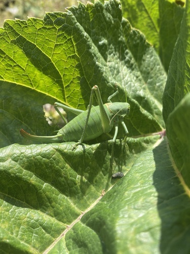 Photo of Bull Bush-cricket (Polysarcus denticauda)