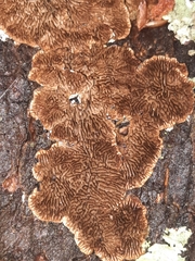 Trichaptum laricinum