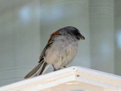 Junco hyemalis dorsalis