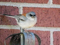 Junco hyemalis dorsalis