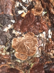 Trichaptum laricinum
