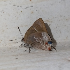 Thereus cithonius