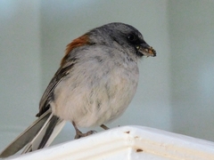 Junco hyemalis dorsalis