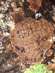 Trichaptum laricinum