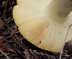 Russula aurea