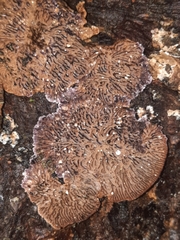 Trichaptum laricinum